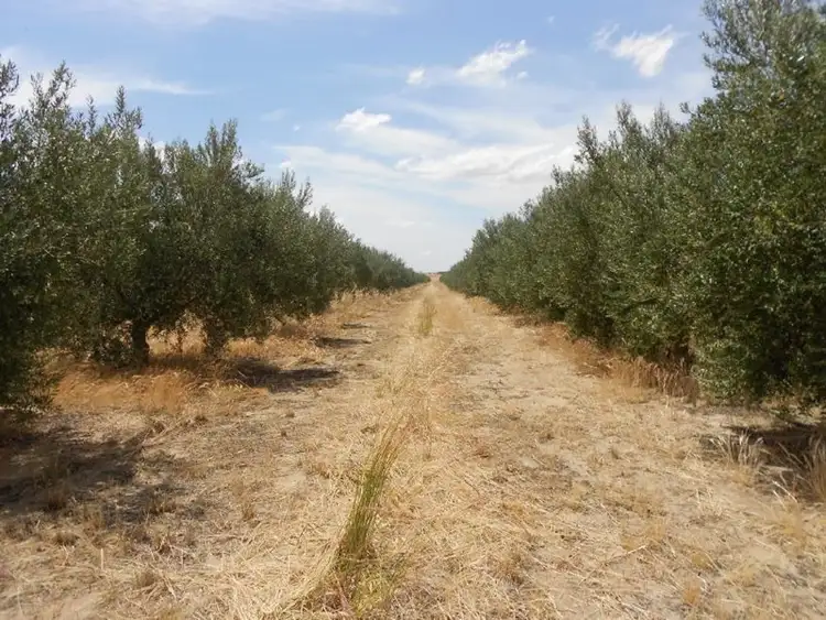 Second view of Homely rural property listing, Lot 52 5257 Mallee Highway, Jabuk SA 5301