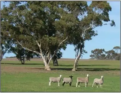 Main view of Homely rural property listing, 58 Curnow Road, Bordertown SA 5268