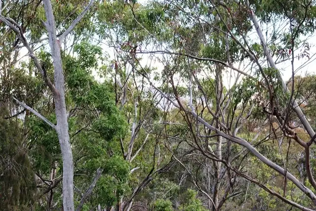 Third view of Homely rural property listing, 309 Upper Emu Creek Road, Emu Vale QLD 4371