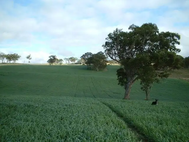 1167 Black Swamp Road, Tenterfield NSW 2372