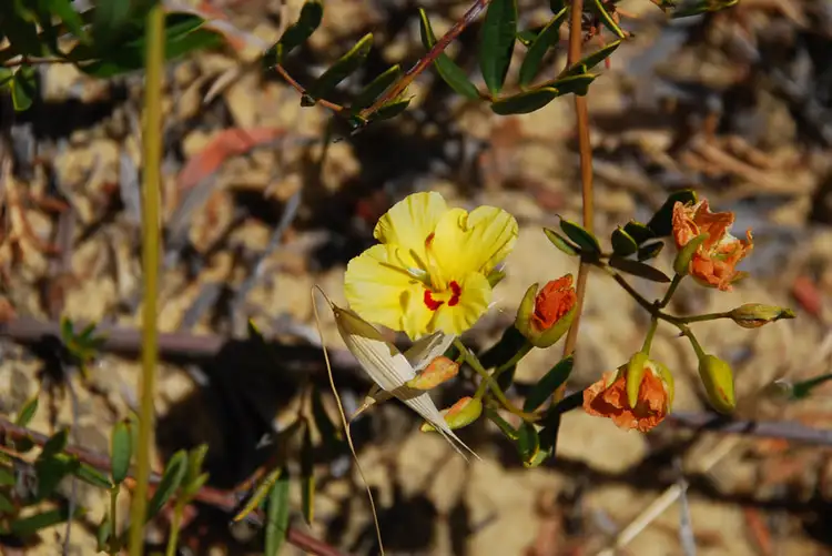 Third view of Homely land listing, Lot 6, 40 Geronimo Crescent, Jurien Bay WA 6516