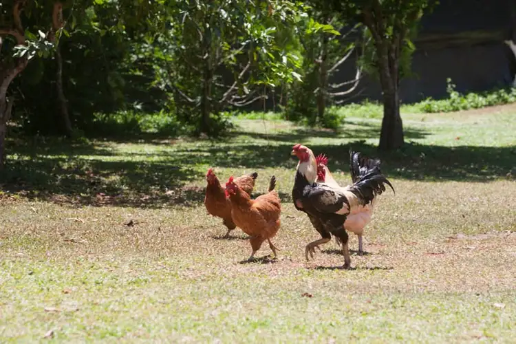 Seventh view of Homely rural property listing, 24-26 Appaloosa Street, Gordonvale QLD 4865