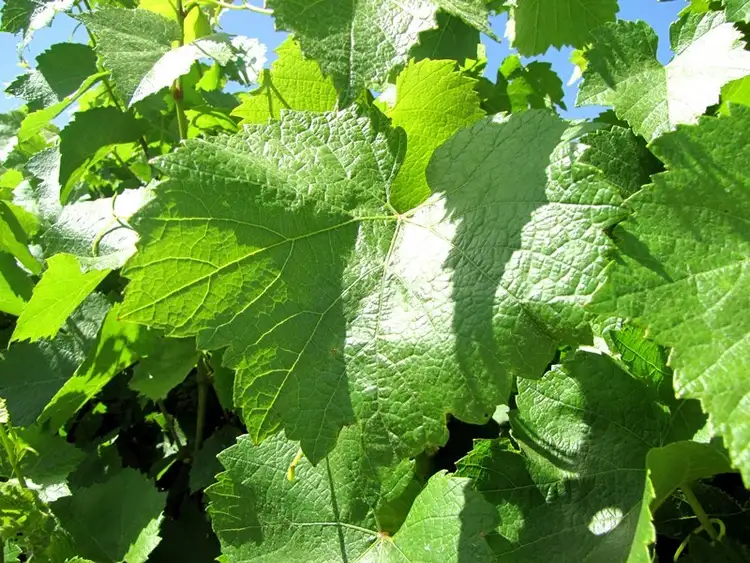 Seventh view of Homely rural property listing, Sec 22 Brand Road, Cobdogla SA 5346