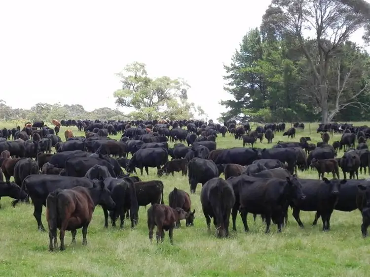 Seventh view of Homely rural property listing, 2721 "Springshure" Wards Mistake Road, Guyra NSW 2365