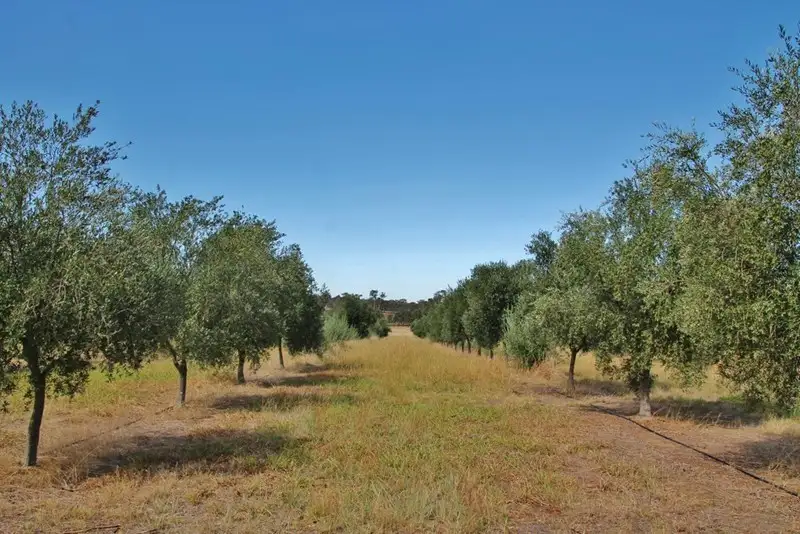 Main view of Homely land listing, 927 Monteagle Stock Route East, Monteagle via, Young NSW 2594