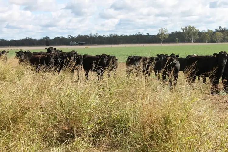 Fifth view of Homely rural property listing, Address available on request