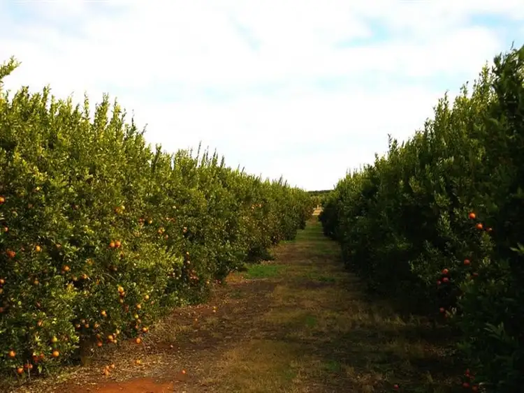 Sixth view of Homely rural property listing, 524 Government Road, Renmark SA 5341