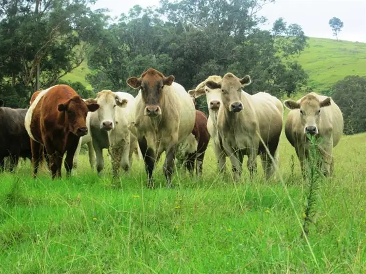 Fourth view of Homely rural property listing, 180 Wattle Tree Road, Dungog NSW 2420