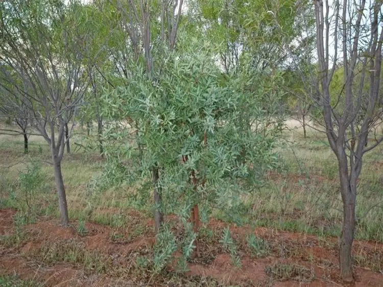 Fifth view of Homely rural property listing, 449 Williams Road, Popanyinning WA 6309