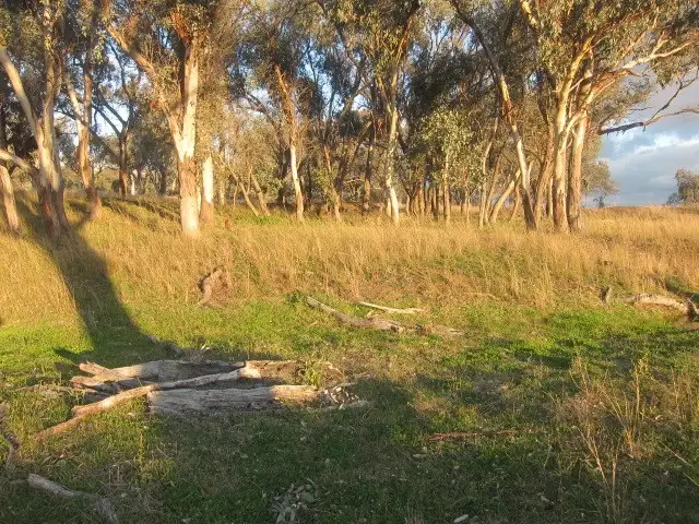 Seventh view of Homely rural property listing, 157 Ascot - Calala Lane, Loomberah NSW 2340