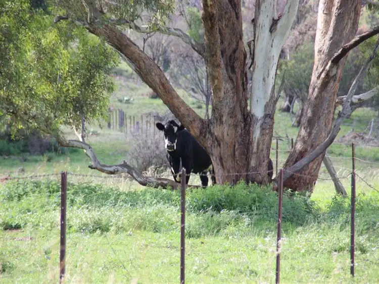 Seventh view of Homely rural property listing, . Lumeah, Coonabarabran NSW 2357