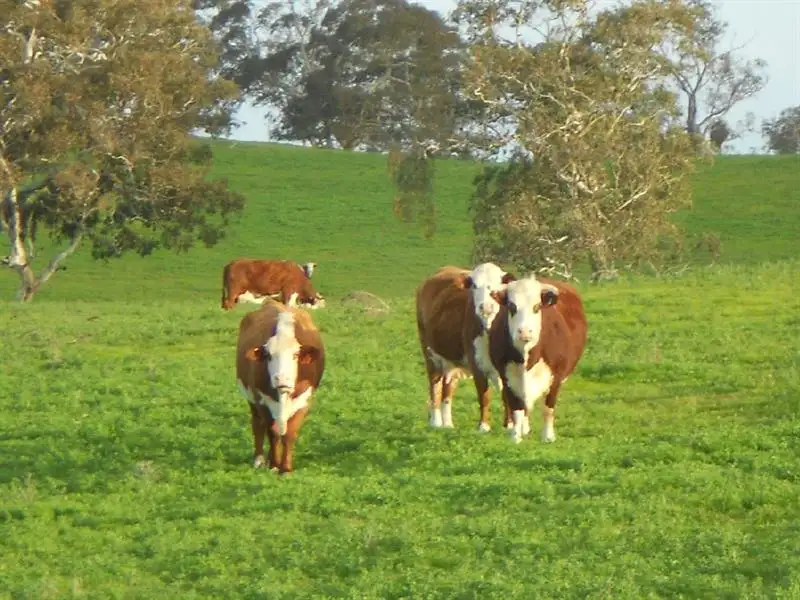 Main view of Homely rural property listing, Sec 216 and 231 Boddington West Road, Naracoorte SA 5271