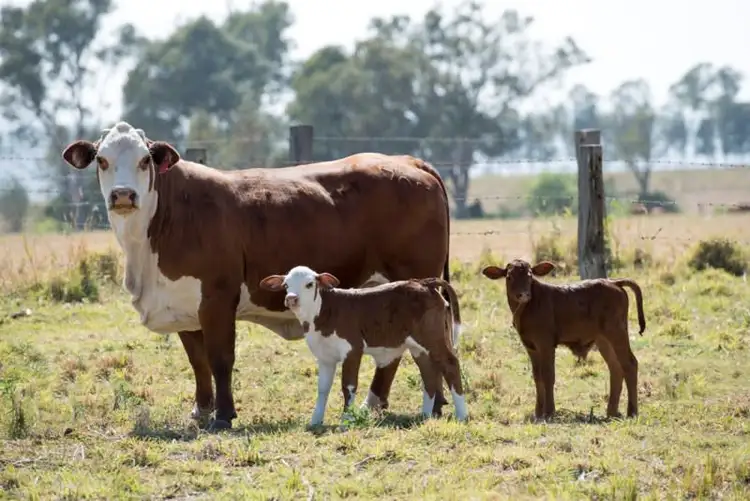 Third view of Homely rural property listing, 1318 - 1456 Neurum Road, Mount Archer QLD 4514