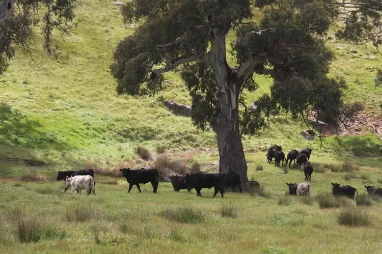 Sixth view of Homely rural property listing, Lot 203 Petwood Road, Nairne SA 5252