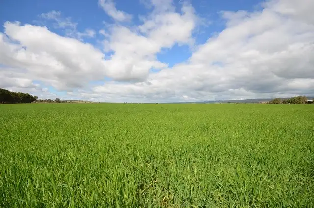 Main view of Homely rural property listing, Ma's and Lagoon Main Road, Robertstown SA 5381