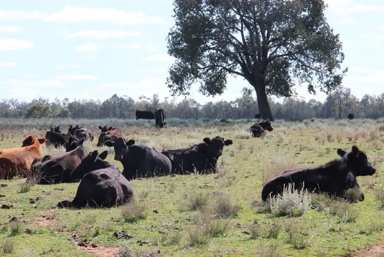 Fifth view of Homely rural property listing, " Euligal", Baradine NSW 2396