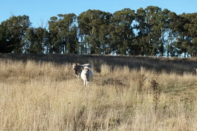 Fourth view of Homely rural property listing, 281 O'Connell Road, Oberon NSW 2787