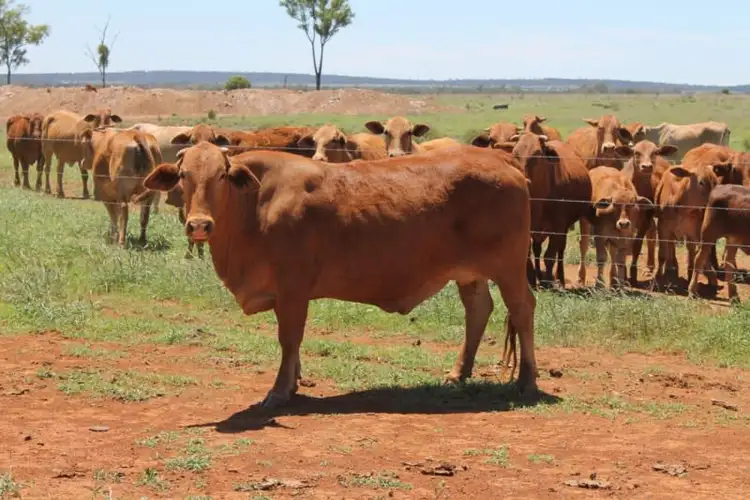 Fourth view of Homely rural property listing, 4895 TEELBA Road, Glenmorgan QLD 4423