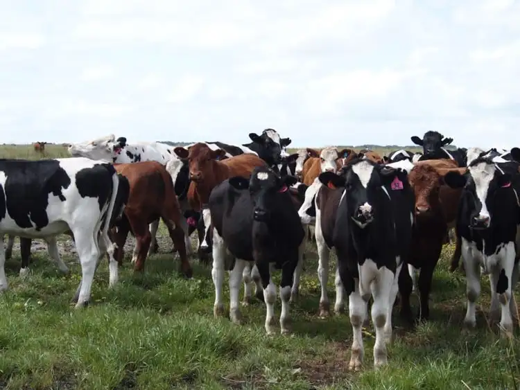 Seventh view of Homely rural property listing, Jim's Oven, Jim's Oven Road, Esperance WA 6450