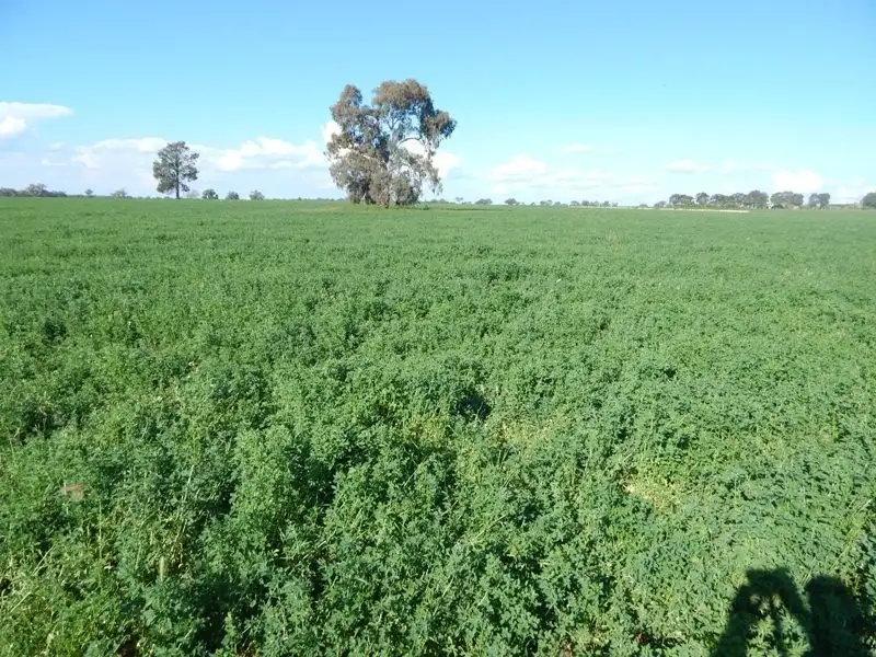 Main view of Homely rural property listing, 6138 Olympic Way, Cowra NSW 2794