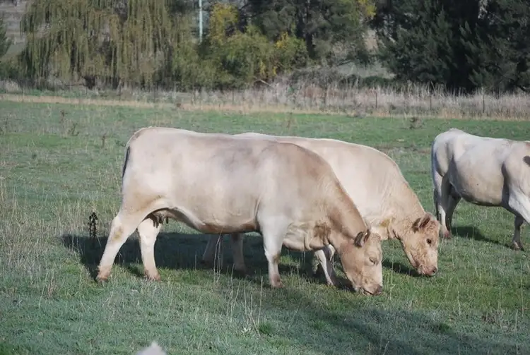 Fifth view of Homely rural property listing, Address available on request