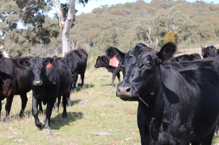 Third view of Homely rural property listing, 267 Slatterys Road, Bathurst NSW 2795