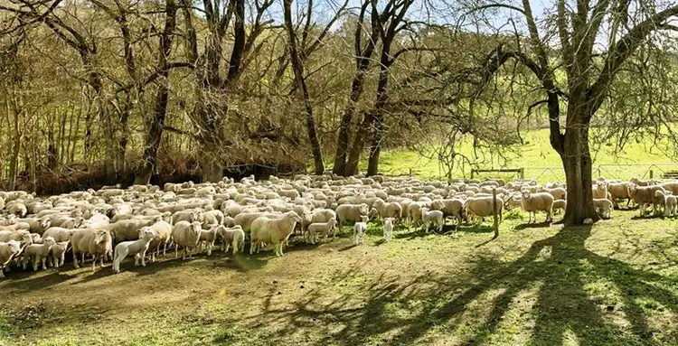 Fourth view of Homely rural property listing, Lot 325 Old Glen Road, Pewsey Vale SA 5351