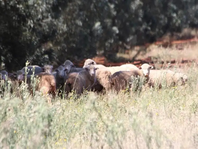 Seventh view of Homely rural property listing, 0 "Wallaroi West", Condobolin NSW 2877