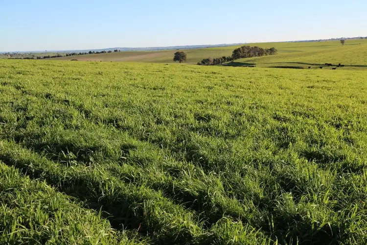 Main view of Homely rural property listing, 105 Peakview Road, Young NSW 2594