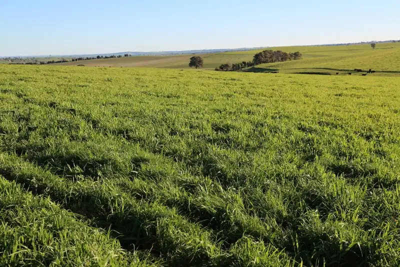 Main view of Homely rural property listing, 105 Peakview Road, Young NSW 2594