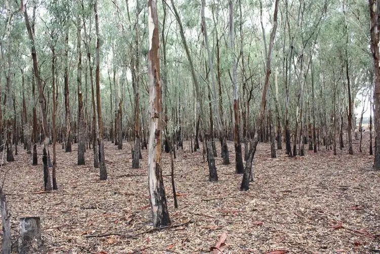 Sixth view of Homely rural property listing, 177 Montroses Road, Bundalong VIC 3730