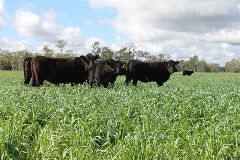 Main view of Homely rural property listing, Address available on request