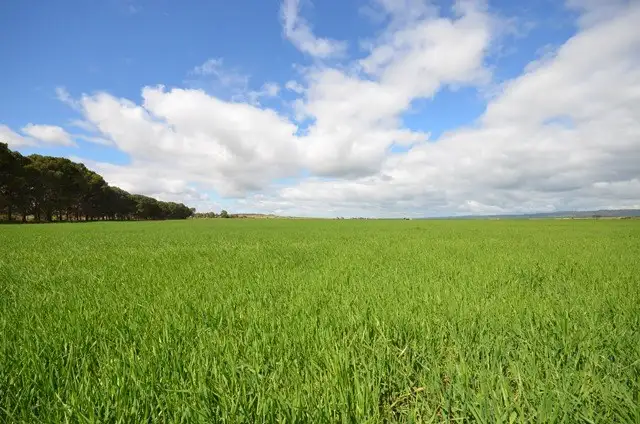 Second view of Homely rural property listing, Ma's and Lagoon Main Road, Robertstown SA 5381