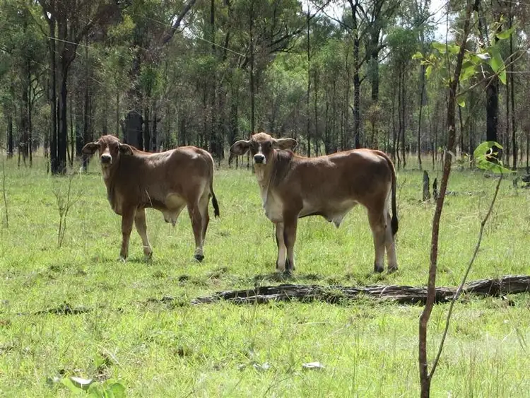 Fifth view of Homely rural property listing, "BOYCES" Glendarra Road, Dingo QLD 4702
