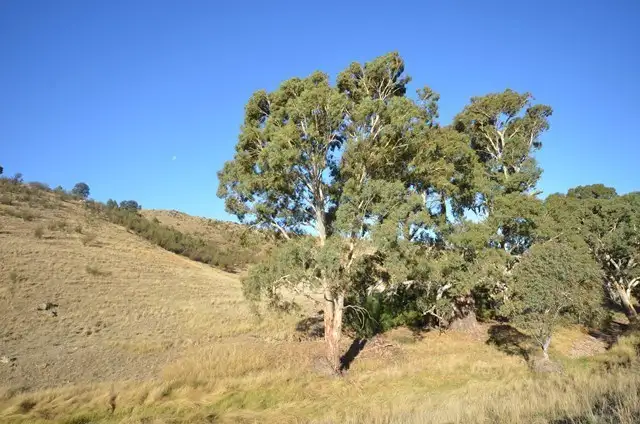 Second view of Homely rural property listing, HVandChimney Brady Creek and Kotz Road, Robertstown SA 5381