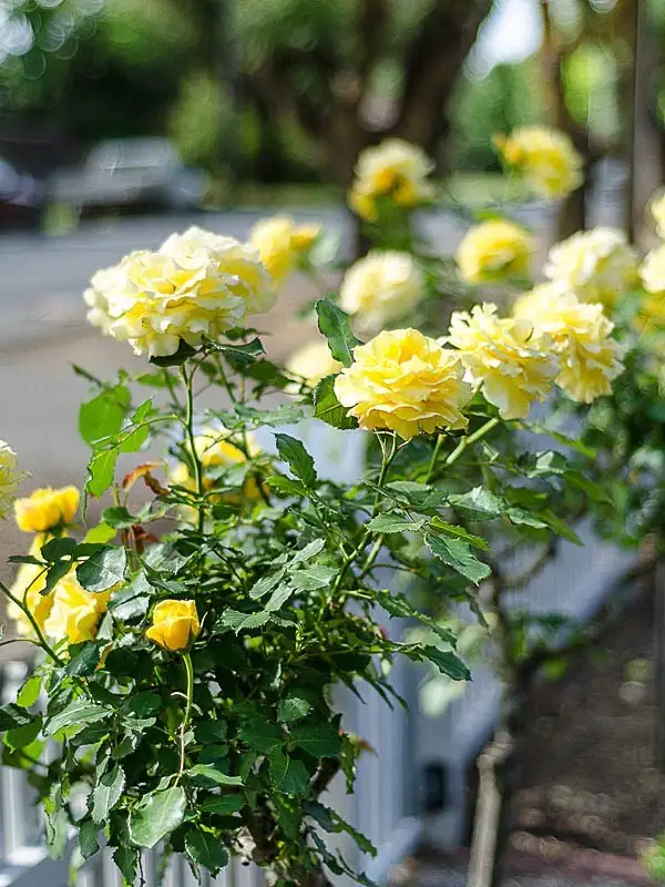 Second view of Homely house listing, 1/17 Albert Road, Mount Barker SA 5251