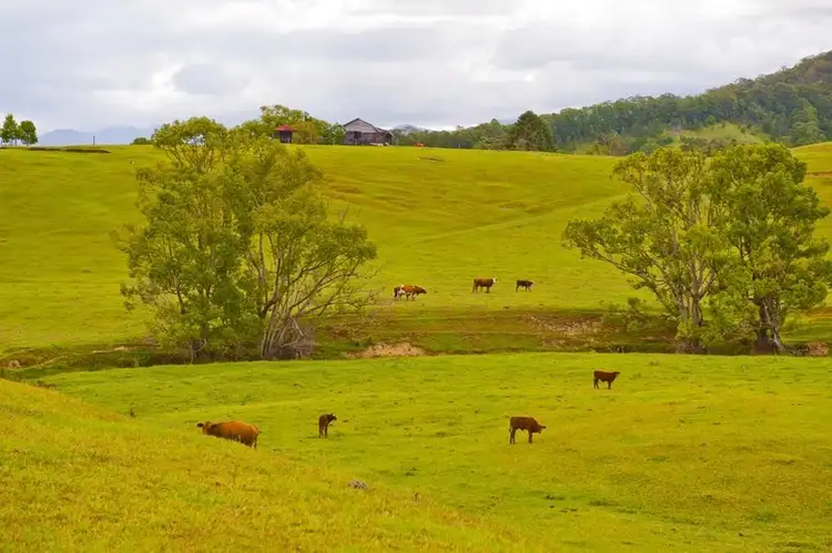 Fourth view of Homely rural property listing, 491 Nobbys Creek Road, Nobbys Creek NSW 2484