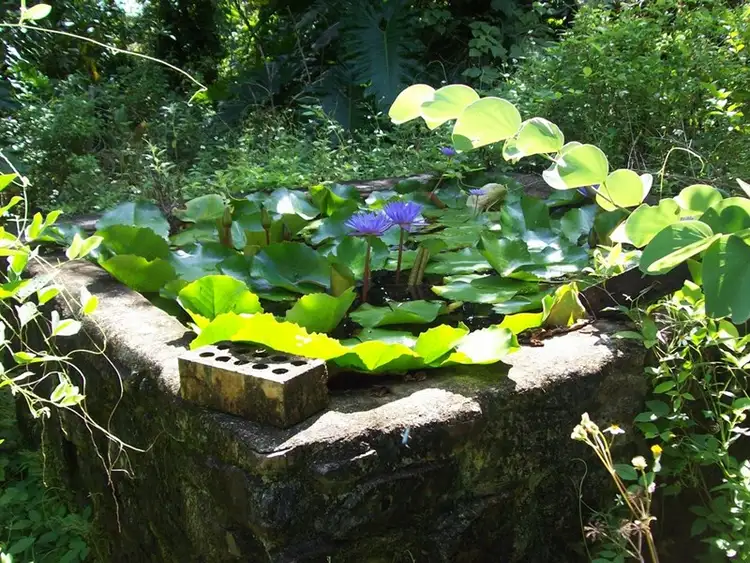 Seventh view of Homely house listing, 287 Saltwater Creek Road, Conway QLD 4800