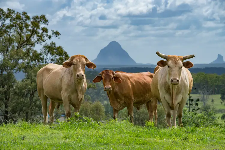 Main view of Homely rural property listing, 1 Banyak Suka Drive, Delaneys Creek QLD 4514