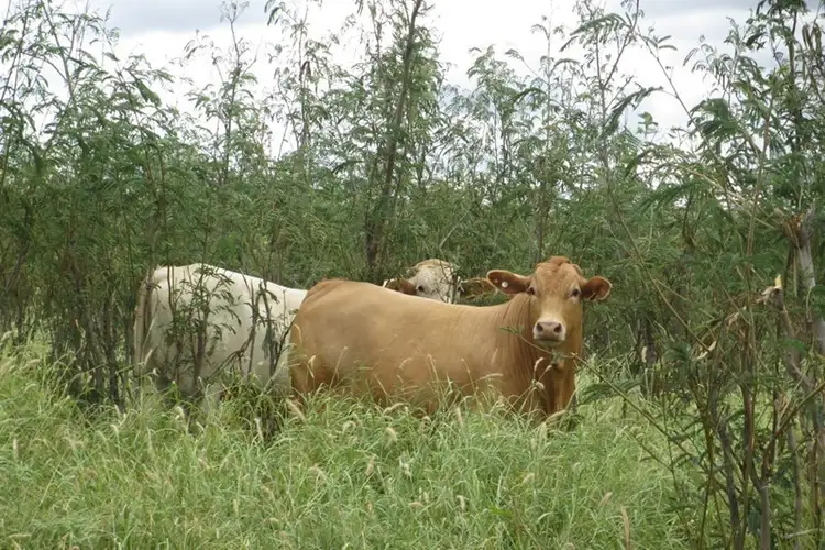 0 'COOLIBAH', Wandoan QLD 4419