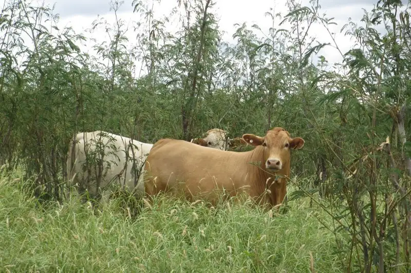 Main view of Homely rural property listing, 0 'COOLIBAH', Wandoan QLD 4419