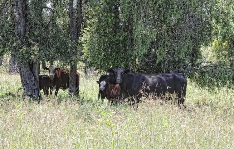 Sixth view of Homely rural property listing, 436 Lochaber Access Road, Eidsvold QLD 4627