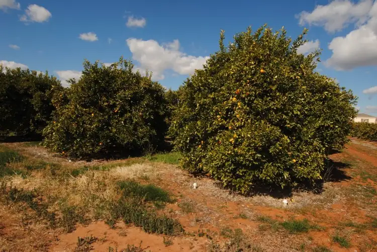 Fourth view of Homely rural property listing, Farm 1307 Kidman Way, Tharbogang NSW 2680