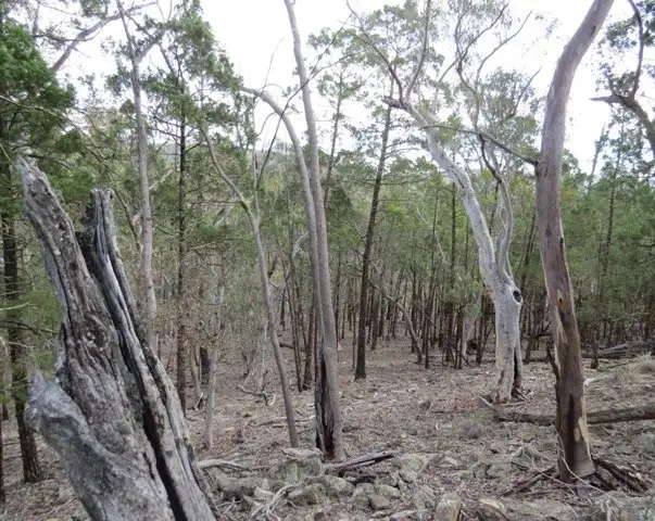 Fourth view of Homely rural property listing, Lot 5/1815 Kangarooby Road, Gooloogong NSW 2805