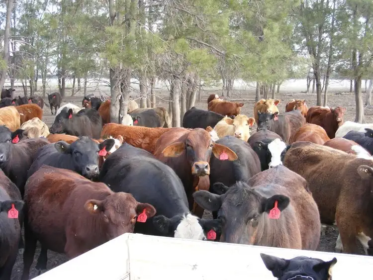 Fourth view of Homely rural property listing, Address available on request