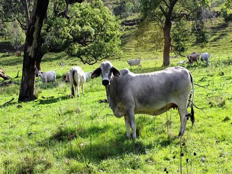 Second view of Homely rural property listing, Lot1 Gregors Ck Road, Toogoolawah QLD 4313