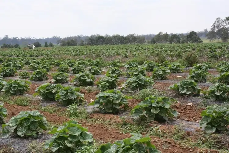 Third view of Homely rural property listing, Address available on request