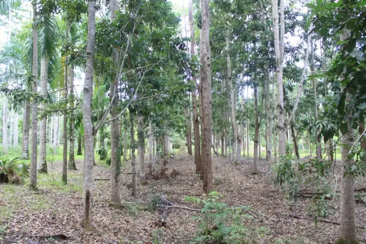 Fifth view of Homely land listing, 1 Richards Road, Julatten QLD 4871