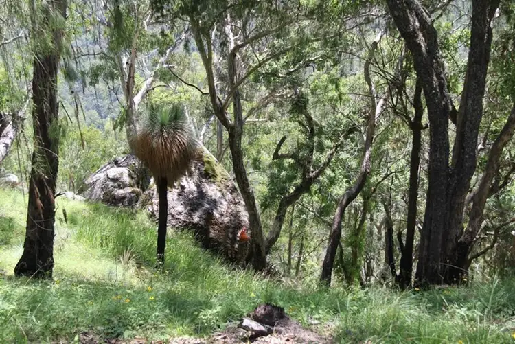 Sixth view of Homely rural property listing, 1565 Billarimba Road, Tenterfield NSW 2372