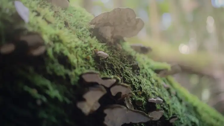 Sixth view of Homely rural property listing, 197 Tree Fern Road, Mount Warning NSW 2484